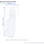 Adult male hand (average) scale dimensions diagram